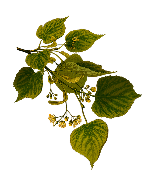 Linden Tree or The Lime Tree - Cosmic Crystal